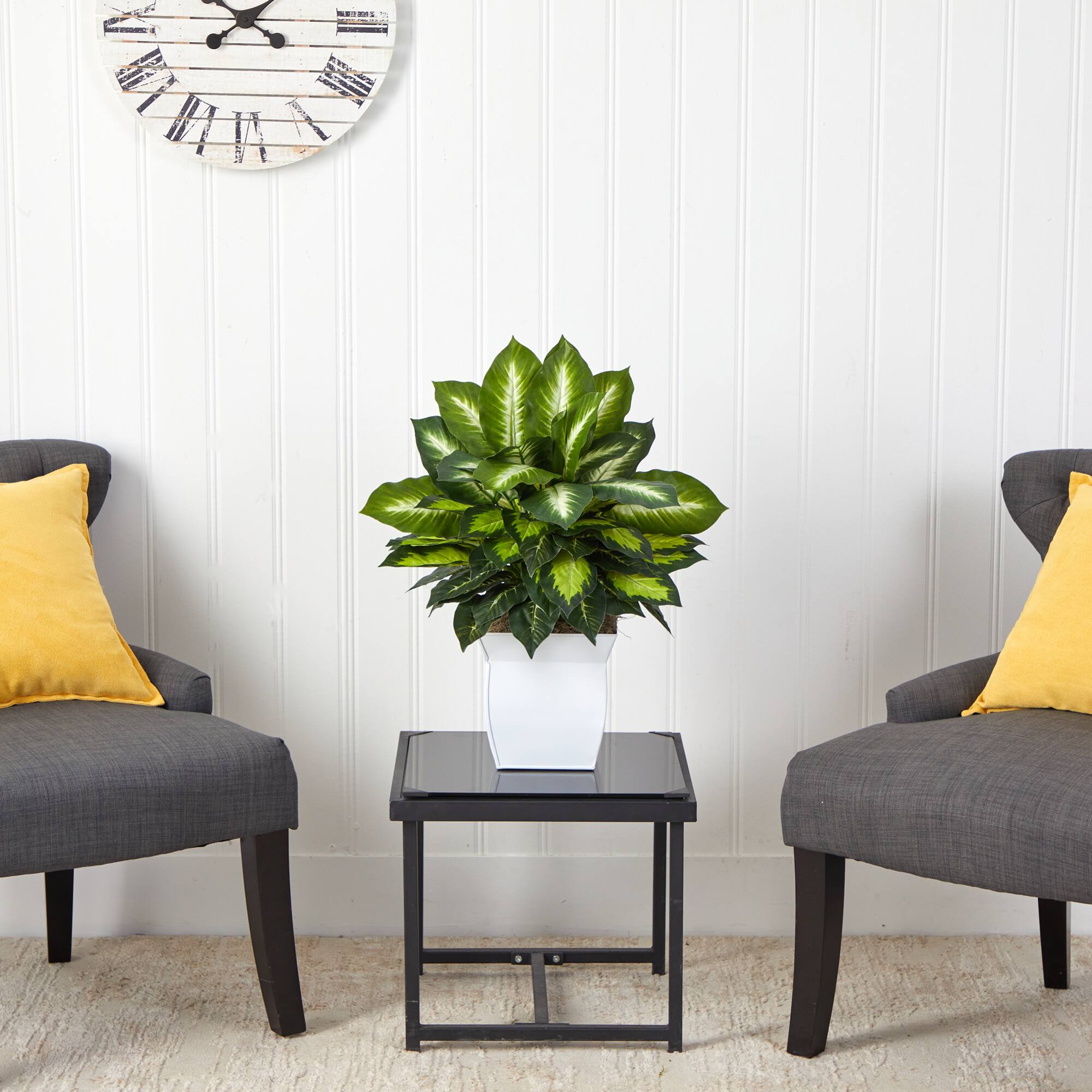 2ft. Golden Dumb Cane in Decorative White Metal Planter